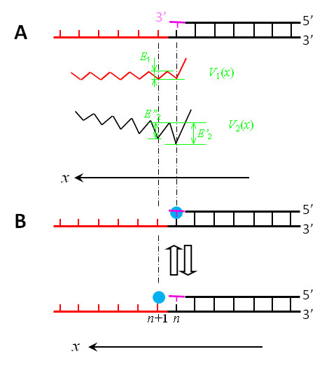 A nucleotide binding rectification Brownian ratchet model for translocation of Y-family DNA polymerases.