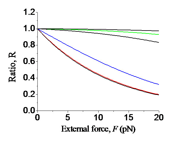 A nucleotide binding rectification Brownian ratchet model for translocation of Y-family DNA polymerases.