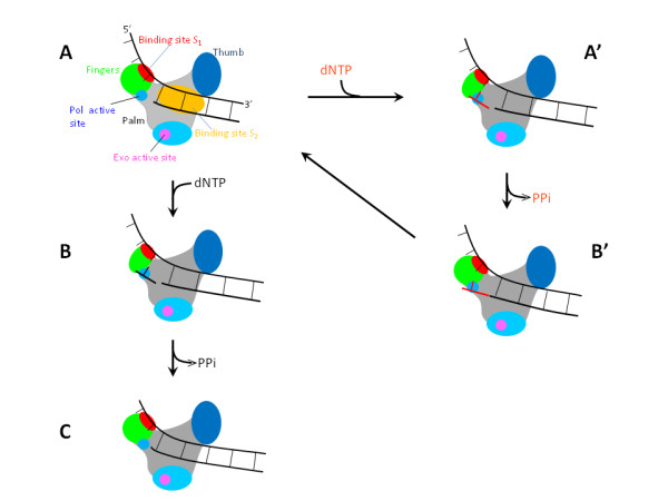 A nucleotide binding rectification Brownian ratchet model for translocation of Y-family DNA polymerases.