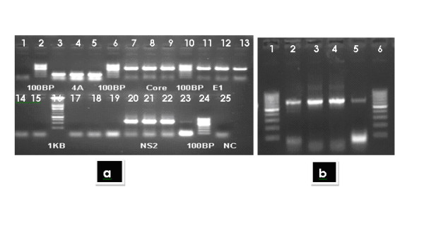 Establishment of stable Huh-7 cell lines expressing various hepatitis C virus genotype 3a protein: an in-vitro testing system for novel anti-HCV drugs.