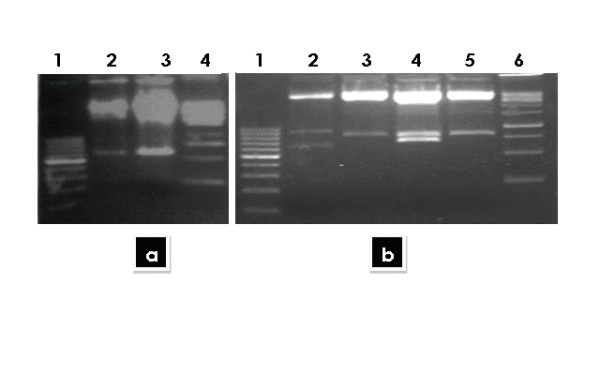 Establishment of stable Huh-7 cell lines expressing various hepatitis C virus genotype 3a protein: an in-vitro testing system for novel anti-HCV drugs.