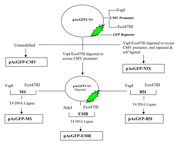 Comparative analysis of macrophage associated vectors for use in genetic vaccine.