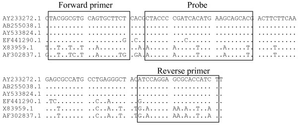 Comparative analysis of macrophage associated vectors for use in genetic vaccine.