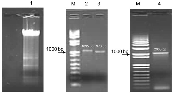 Comparative analysis of macrophage associated vectors for use in genetic vaccine.