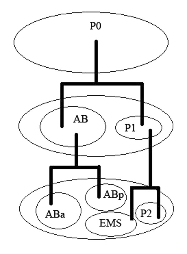 Self-organization of developing embryo using scale-invariant approach.