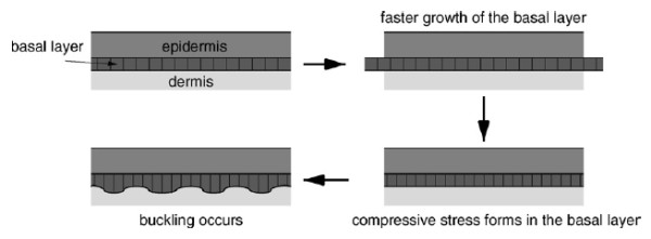 A biochemical hypothesis on the formation of fingerprints using a turing patterns approach.