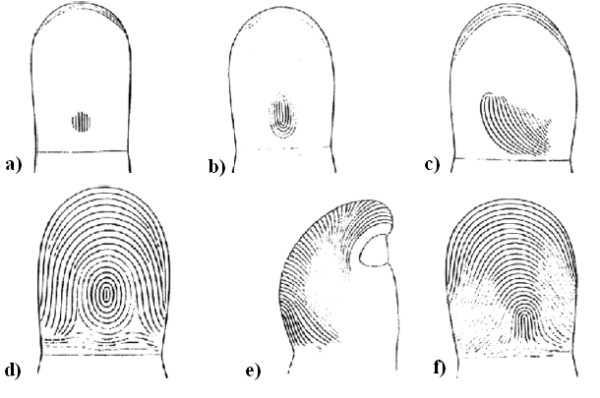 A biochemical hypothesis on the formation of fingerprints using a turing patterns approach.