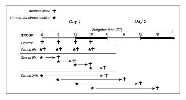 Effects of restraint stress on the daily rhythm of hydrolysis of adenine nucleotides in rat serum.