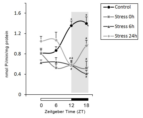 Effects of restraint stress on the daily rhythm of hydrolysis of adenine nucleotides in rat serum.