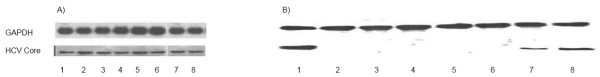 Characterization of chronic HCV infection-induced apoptosis.