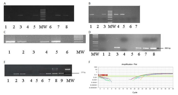 Characterization of chronic HCV infection-induced apoptosis.