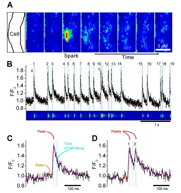 Calcium sparks in the intact gerbil spiral modiolar artery.