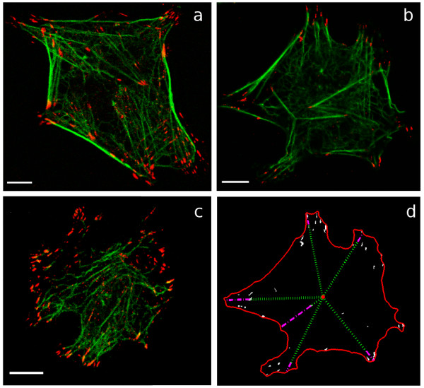 Probabilistic modeling and analysis of the effects of extra-cellular matrix density on the sizes, shapes, and locations of integrin clusters in adherent cells.