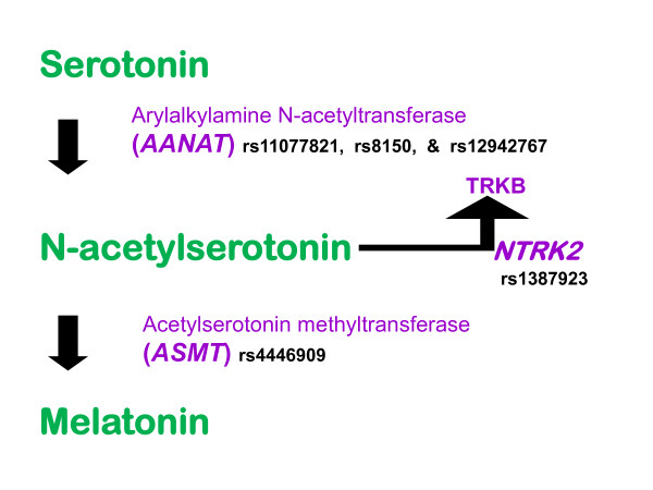 Polymorphisms in melatonin synthesis pathways: possible influences on depression.