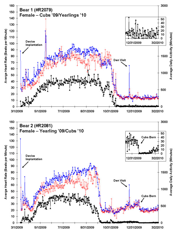 Monitoring the wild black bear's reaction to human and environmental stressors.