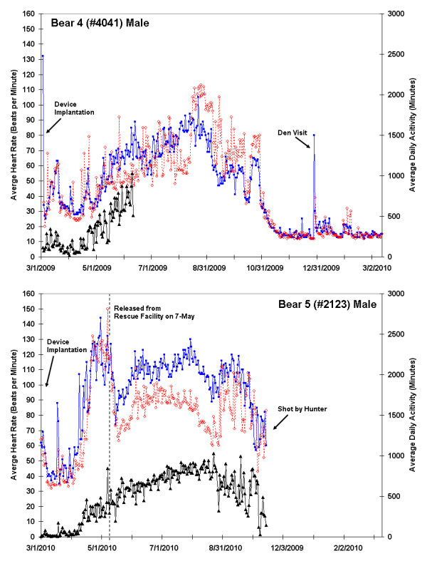 Monitoring the wild black bear's reaction to human and environmental stressors.