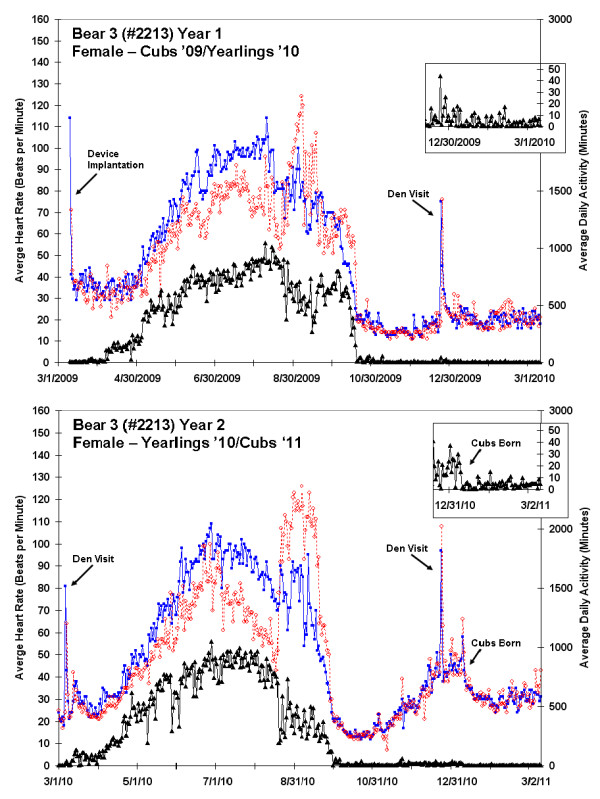 Monitoring the wild black bear's reaction to human and environmental stressors.