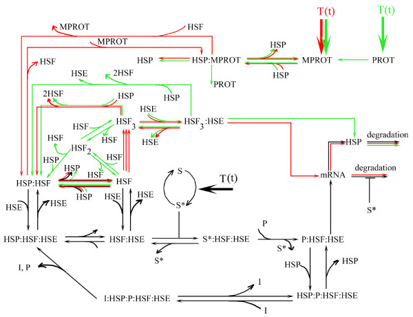 Sensing the heat stress by Mammalian cells.