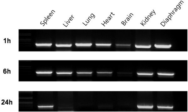 Biodistribution and blood clearance of plasmid DNA administered in arginine peptide complexes.