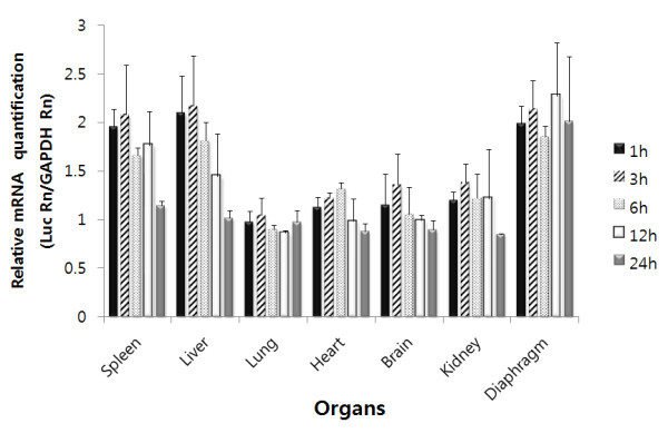 Biodistribution and blood clearance of plasmid DNA administered in arginine peptide complexes.