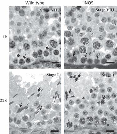 Sertoli cell numbers and spermatogenic efficiency are increased in inducible nitric oxide synthase mutant mice