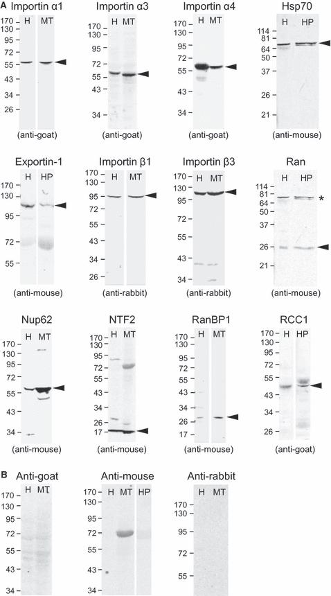 Changing subcellular localization of nuclear transport factors during human spermatogenesis