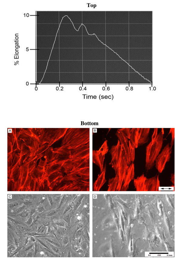 Cyclic strain upregulates VEGF and attenuates proliferation of vascular smooth muscle cells.