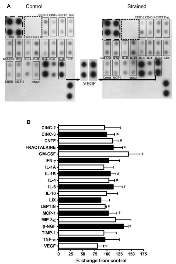 Cyclic strain upregulates VEGF and attenuates proliferation of vascular smooth muscle cells.