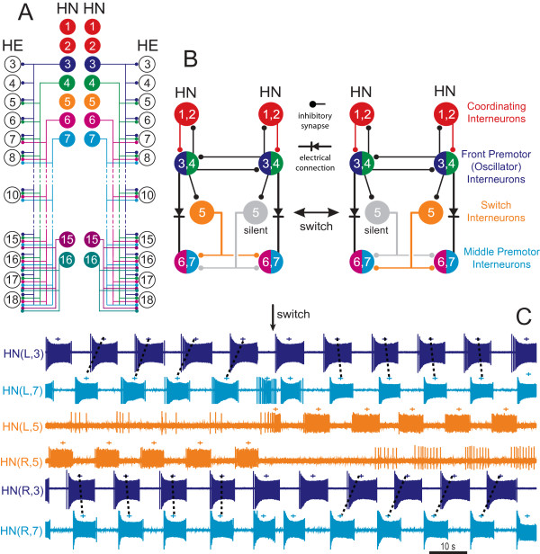 Neural circuits controlling behavior and autonomic functions in medicinal leeches.