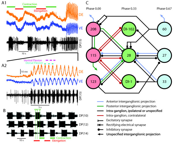 Neural circuits controlling behavior and autonomic functions in medicinal leeches.