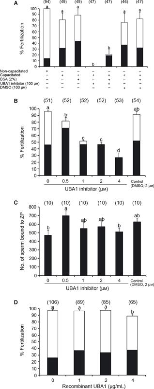 Ubiquitin-activating enzyme (UBA1) is required for sperm capacitation, acrosomal exocytosis and sperm–egg coat penetration during porcine fertilization