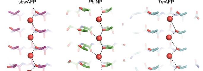 Novel dimeric β-helical model of an ice nucleation protein with bridged active sites