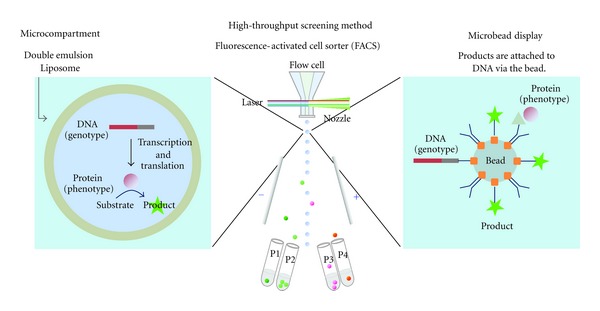 Directed Evolution of Proteins through In Vitro Protein Synthesis in Liposomes.