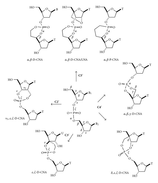 Dioxaphosphorinane-constrained nucleic Acid dinucleotides as tools for structural tuning of nucleic acids.