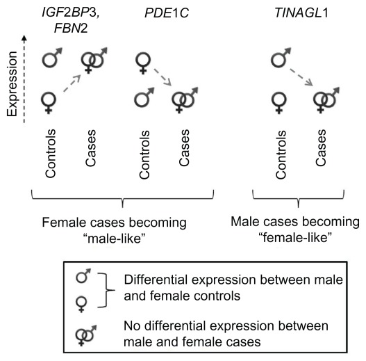 Unique sex-based approach identifies transcriptomic biomarkers associated with non-syndromic craniosynostosis.