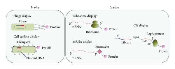 Directed Evolution of Proteins through In Vitro Protein Synthesis in Liposomes.