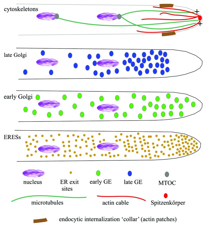 Searching for gold beyond mitosis: Mining intracellular membrane traffic in Aspergillus nidulans.