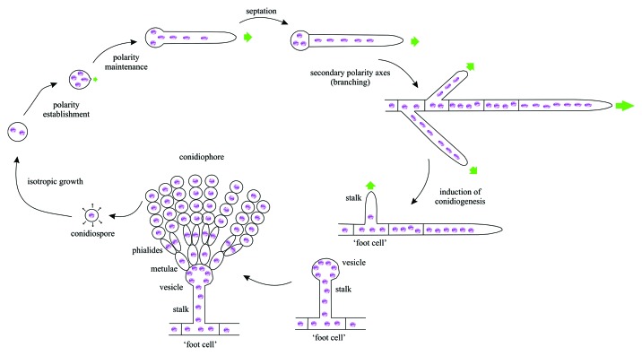 Searching for gold beyond mitosis: Mining intracellular membrane traffic in Aspergillus nidulans.