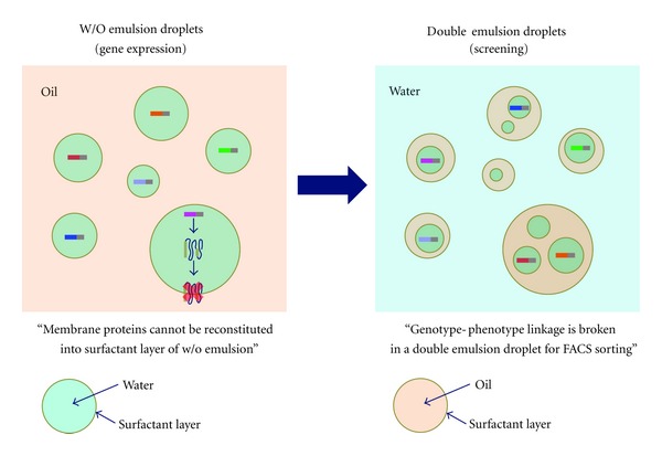 Directed Evolution of Proteins through In Vitro Protein Synthesis in Liposomes.