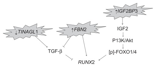 Unique sex-based approach identifies transcriptomic biomarkers associated with non-syndromic craniosynostosis.