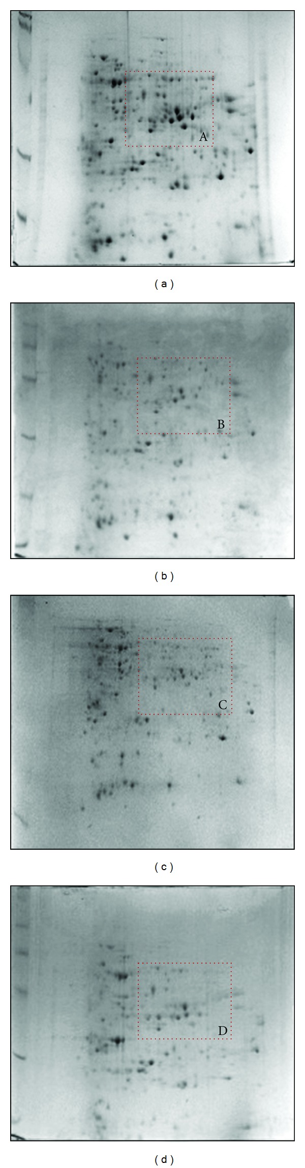 Optimization of an Efficient Protein Extraction Protocol Compatible with Two-Dimensional Electrophoresis and Mass Spectrometry from Recalcitrant Phenolic Rich Roots of Chickpea (Cicer arietinum L.).