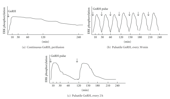 Extracellular Signal-Regulated Kinase (ERK) Activation and Mitogen-Activated Protein Kinase Phosphatase 1 Induction by Pulsatile Gonadotropin-Releasing Hormone in Pituitary Gonadotrophs.