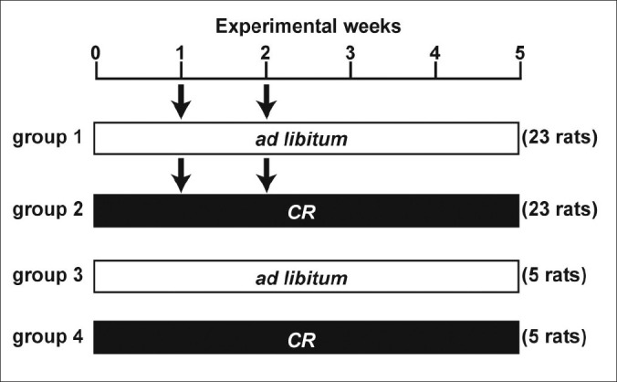 Caloric restriction reduced 1, 2-dimethylhydrazine-induced aberrant crypt foci and induces the expression of Sirtuins in colonic mucosa of F344 rats.