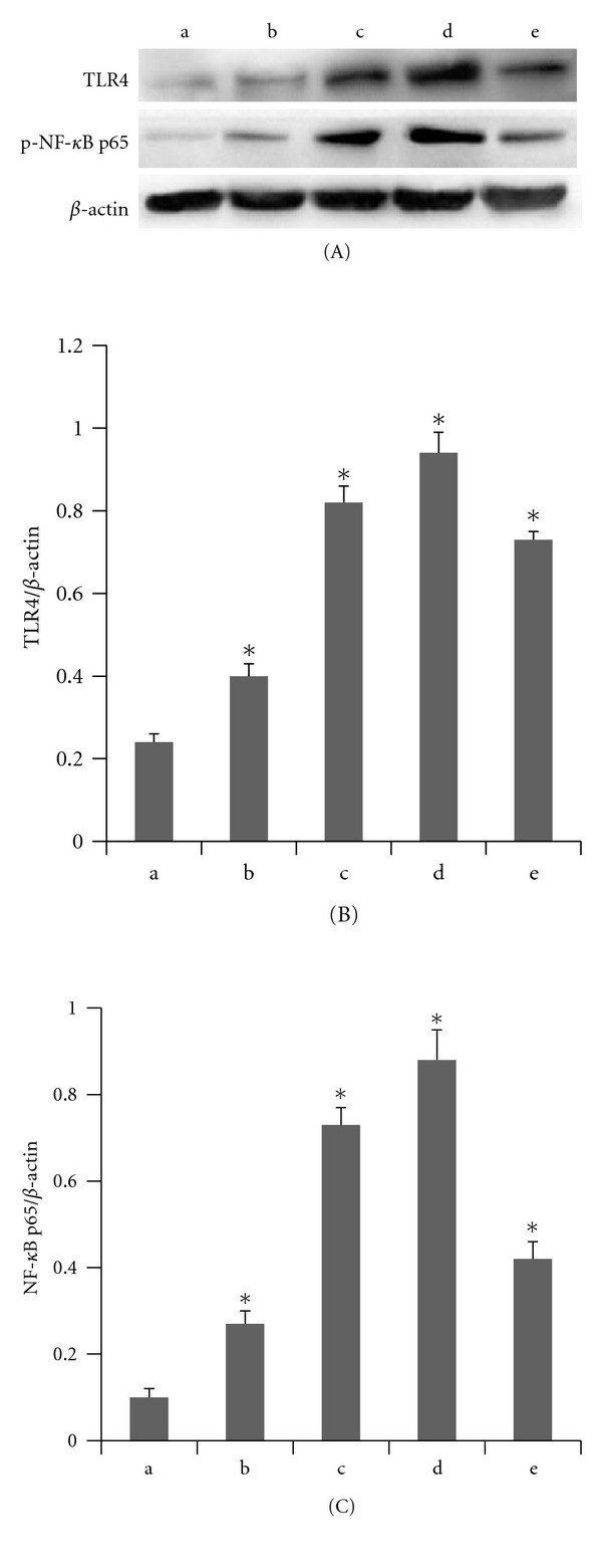 Octanoylated Ghrelin Inhibits the Activation of the Palmitic Acid-Induced TLR4/NF-κB Signaling Pathway in THP-1 Macrophages.