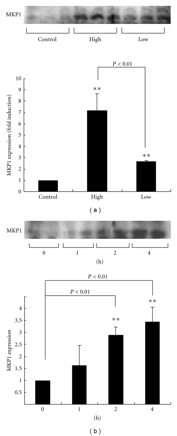 Extracellular Signal-Regulated Kinase (ERK) Activation and Mitogen-Activated Protein Kinase Phosphatase 1 Induction by Pulsatile Gonadotropin-Releasing Hormone in Pituitary Gonadotrophs.