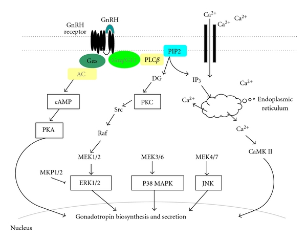 Extracellular Signal-Regulated Kinase (ERK) Activation and Mitogen-Activated Protein Kinase Phosphatase 1 Induction by Pulsatile Gonadotropin-Releasing Hormone in Pituitary Gonadotrophs.