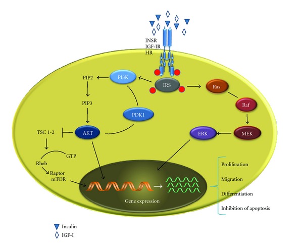 Insulin resistance and cancer risk: an overview of the pathogenetic mechanisms.