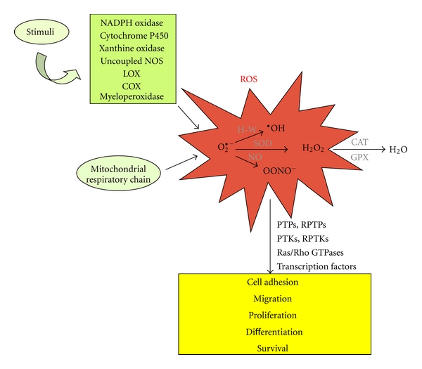 Molecular Crosstalk between Integrins and Cadherins: Do Reactive Oxygen Species Set the Talk?