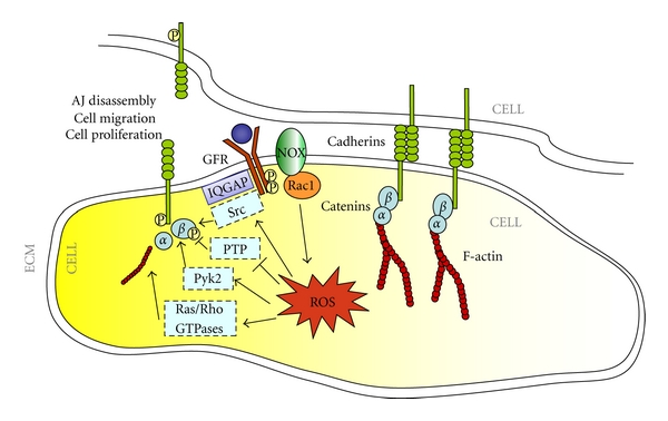 Molecular Crosstalk between Integrins and Cadherins: Do Reactive Oxygen Species Set the Talk?