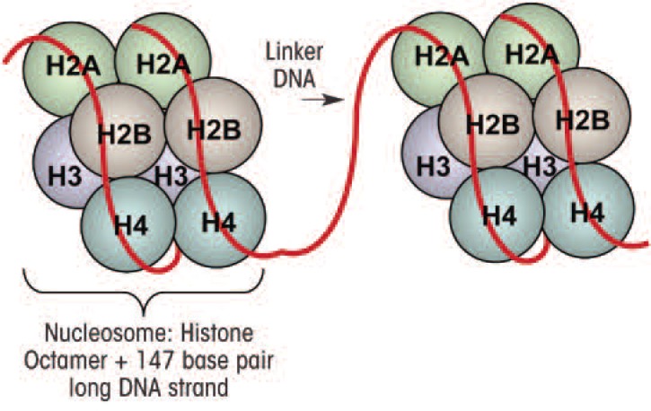 Epigenetics-beyond the genome in alcoholism.